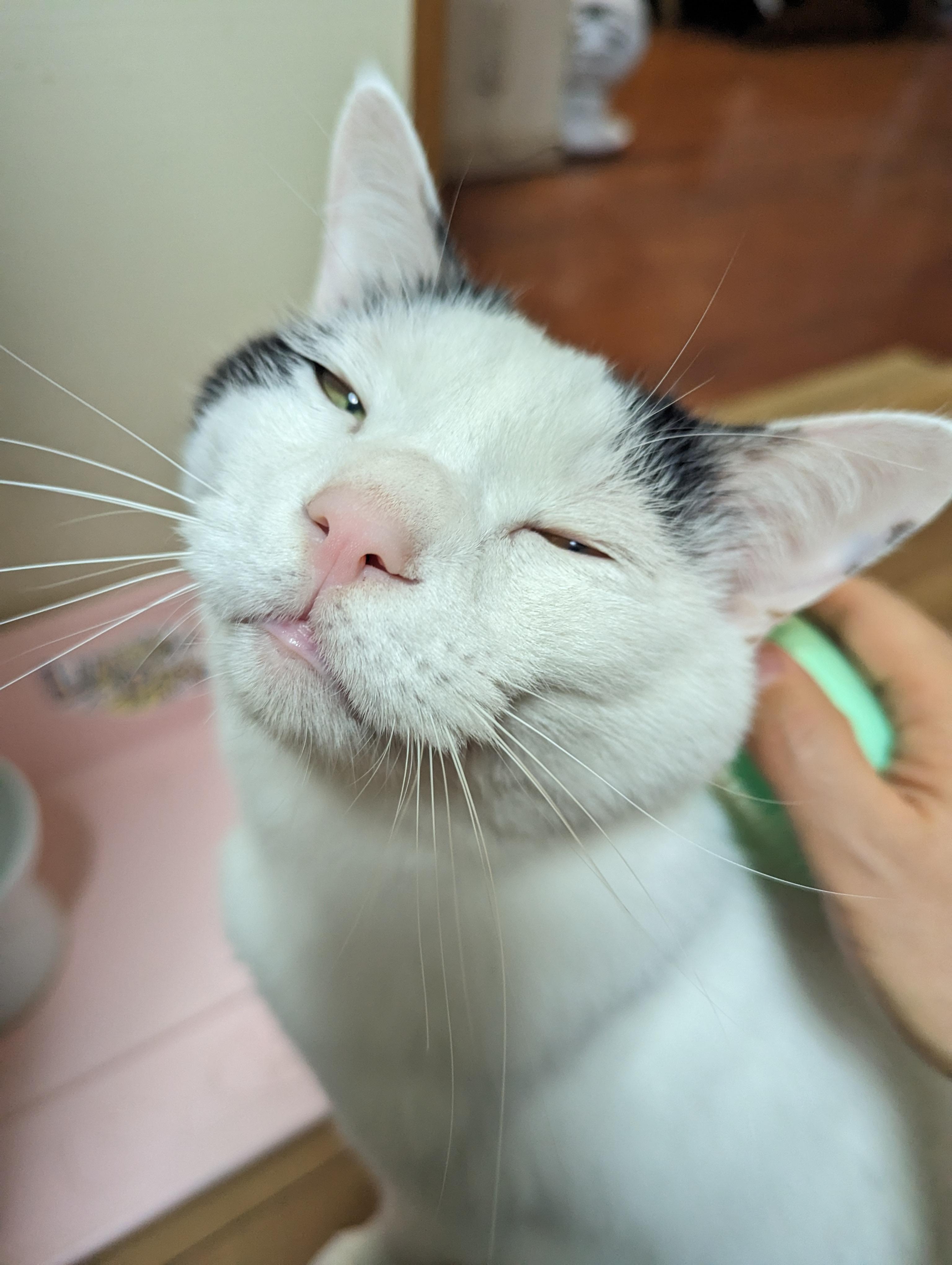 フレンドリーミント