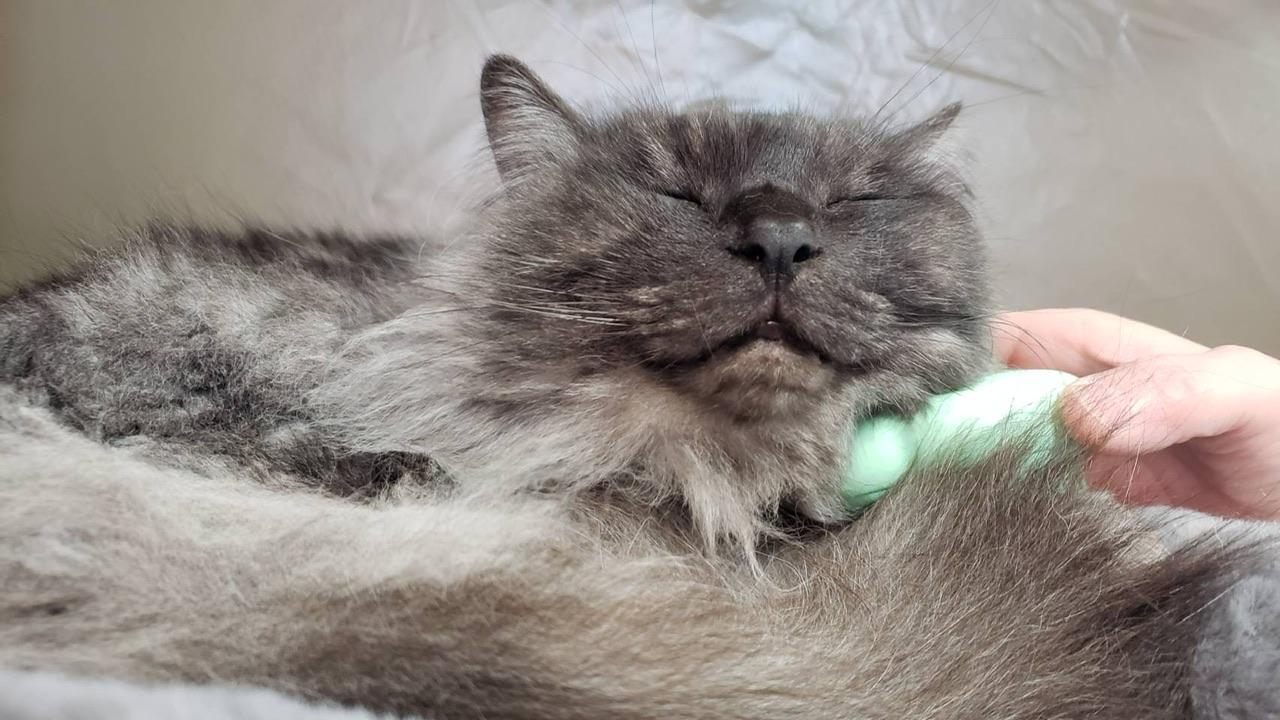 フレンドリーミント