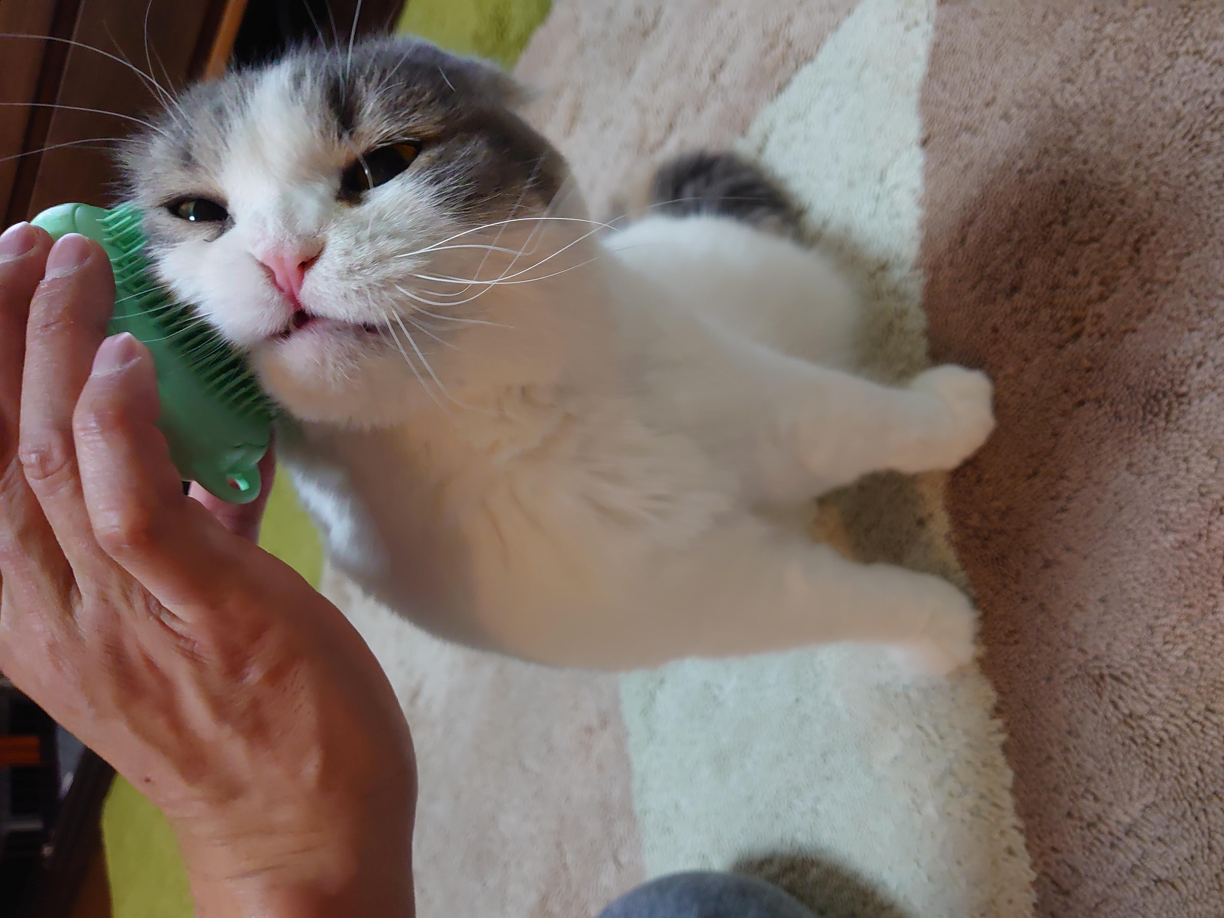 フレンドリーミント