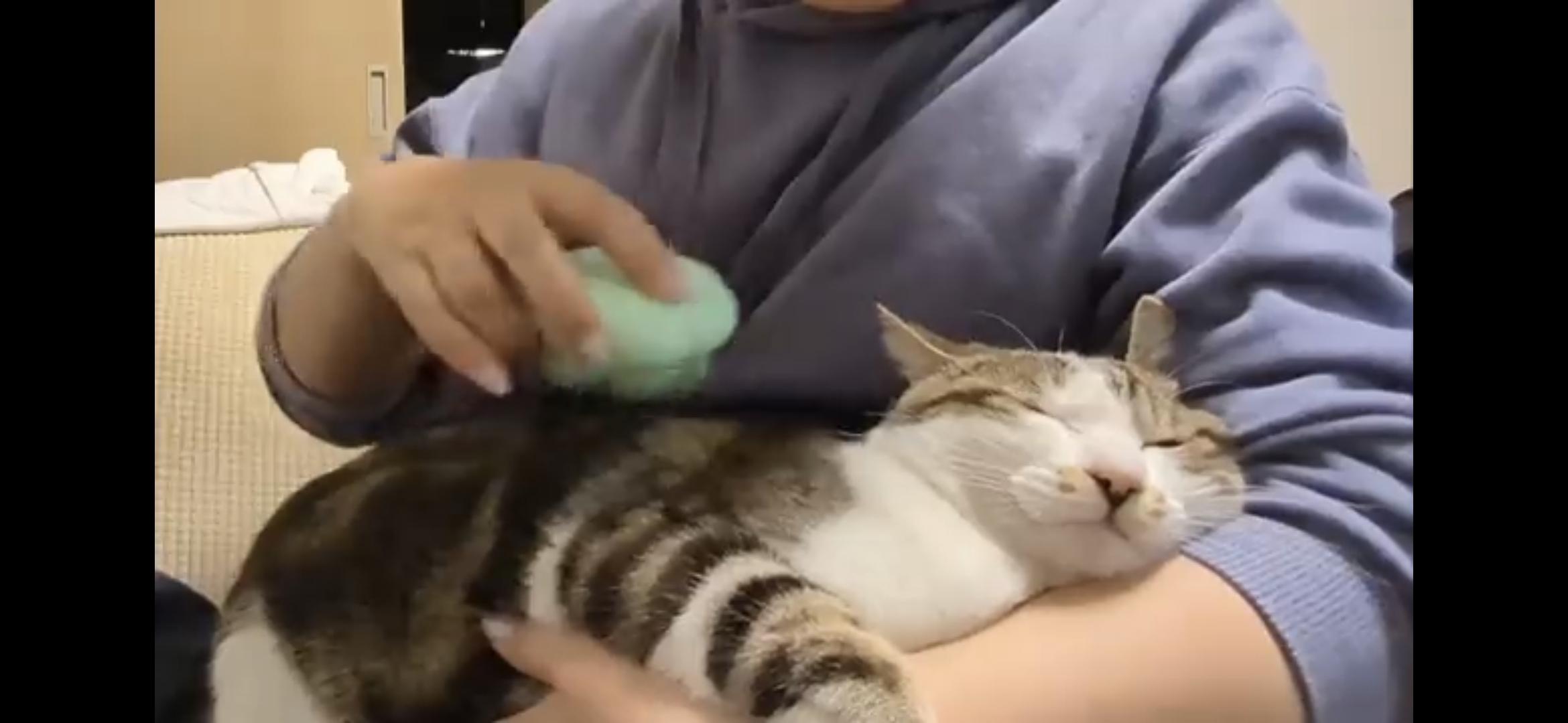 フレンドリーミント