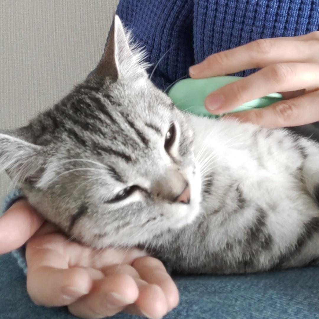 フレンドリーミント