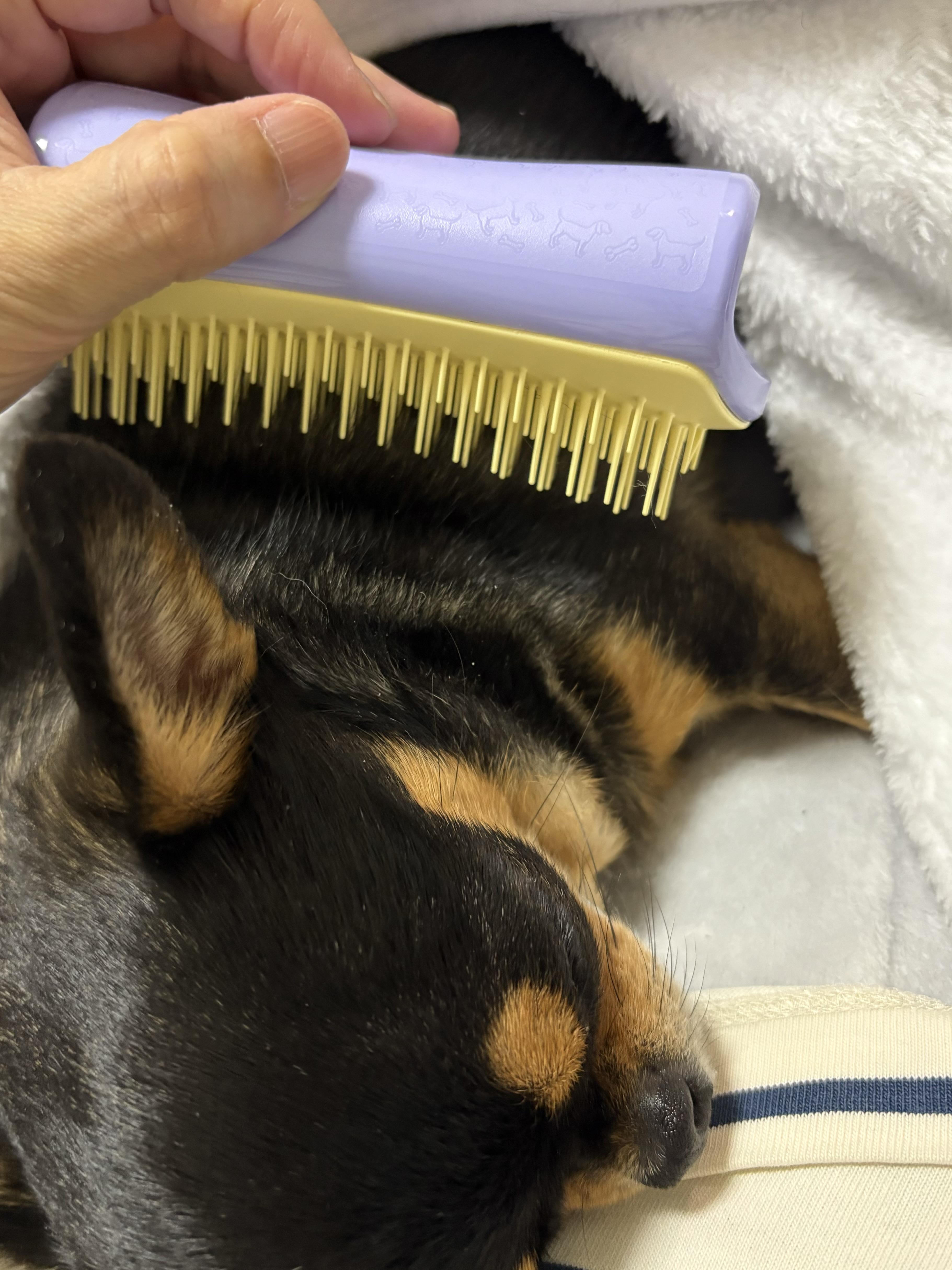 ソフト／スリーピーライラック