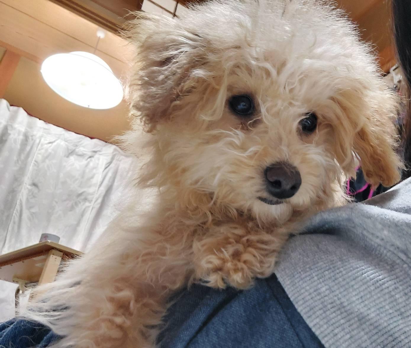 ソフト／スリーピーライラック