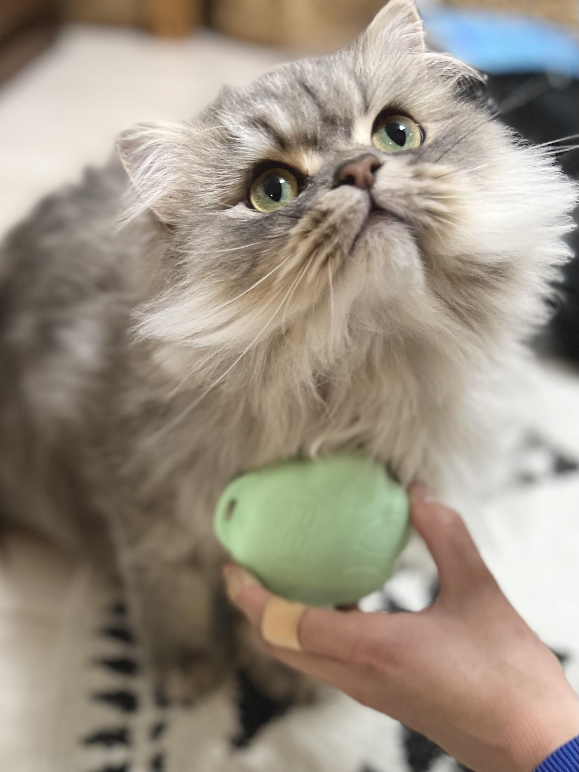 フレンドリーミント